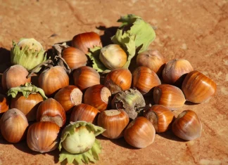 Alunele ingrasa?