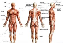 Anatomia corpului uman