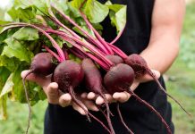 Salata de sfecla rosie cruda: o retata absolut delicioasa