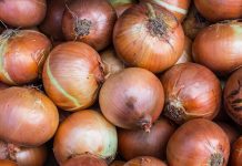 Cu ce se stropeste ceapa pentru vierme la radacina