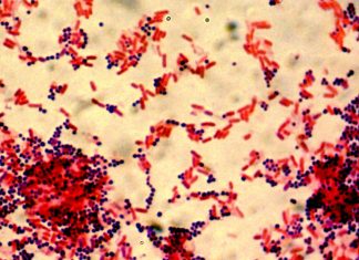 Cocobacili: cauze frecvente si tratamente recomandate