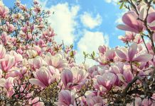 Cum se inmulteste magnolia