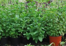 Menta in ghiveci