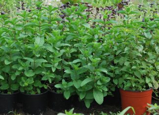 Menta in ghiveci